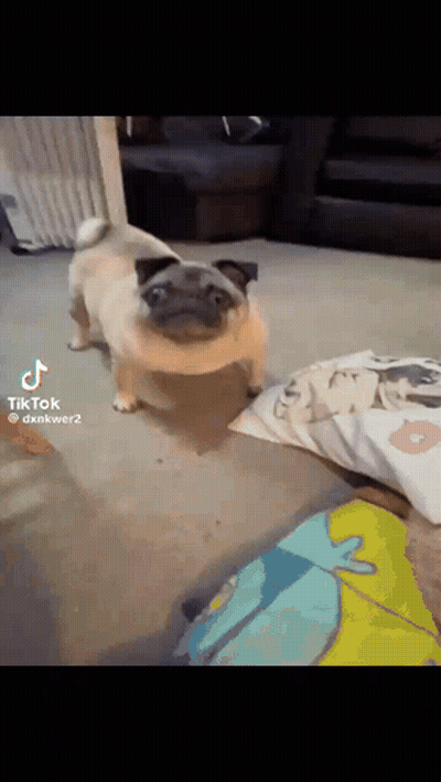 Pug Standing On Hind Legs Next To Pillow GIF