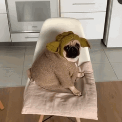 Pug Star Wars Grogu Cosplay GIF