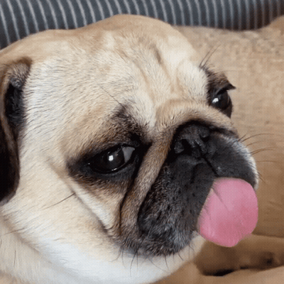 Pug Sticking Out Tongue GIF