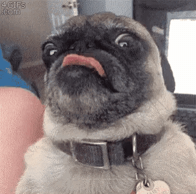 Pug Sticking Tongue Out At Laptop GIF