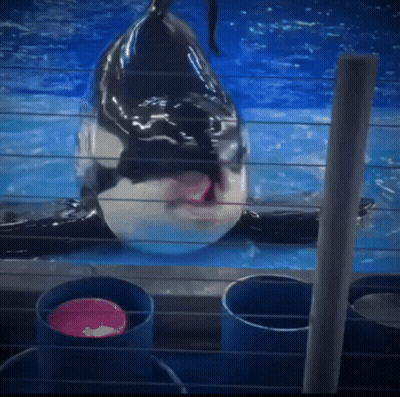 Pug Sticking Tongue Out GIF