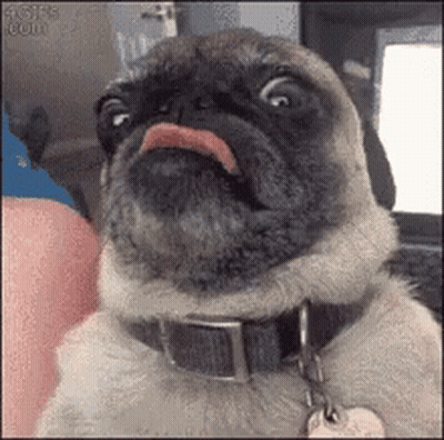 Pug Sticking Tongue Out With Black Collar GIF