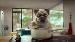 Pug Tasting His Cooking  GIF