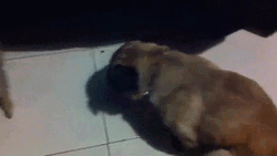 Pug Twerking On The Floor GIF