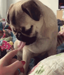 Pug With Long Tongue Out GIF