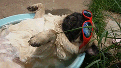 Pug With Sunglasses Sunbathing GIF