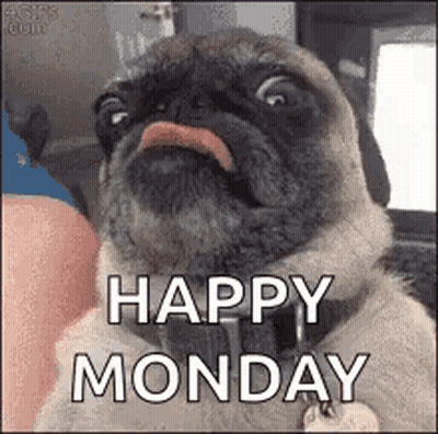 Pug With Tongue Out Happy Monday GIF