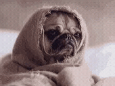 Pug Wrapped In Blanket Laying On Bed GIF