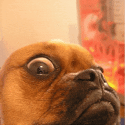 Puggle Dog Eye Funny Animal  GIF