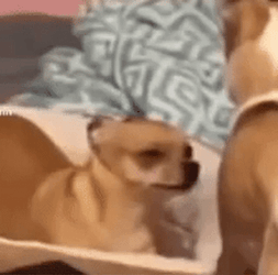Puggle Dog Squint Eyes GIF