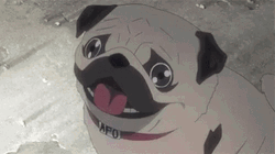 Pugs Anime Explosion GIF