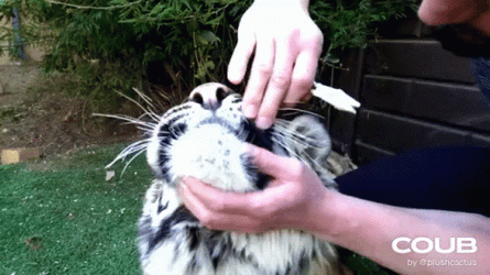 Pulling Teeth Of The Tiger GIF