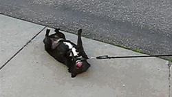 Pulling The Lying Dog GIF