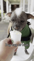 Pup Cup Butter Dog GIF