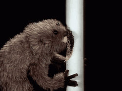 Puppet Beaver Gnawing On Post GIF