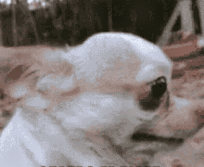 Puppets Saying They Kicked Me Out GIF