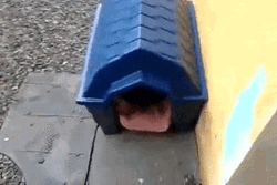 Puppies Cat  Dog House GIF
