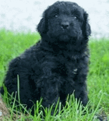 Puppies Cute Dog Eyes GIF