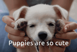 Puppies Cute Tongue Out GIF