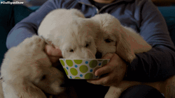 Puppies Eating  Jim Gaffigan  GIF