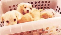 Puppies In Laundry Basket GIF