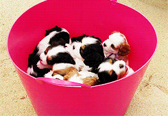 Puppies In Pink Bucket GIF