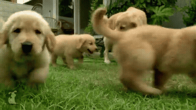 Puppies Playing In Grass GIF