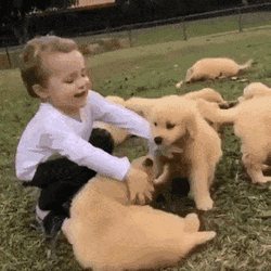Puppies Playing With Boy GIF