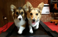 Puppies Treadmill Exercise GIF