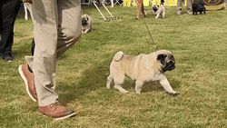 Puppies Westminster Dog Parade GIF