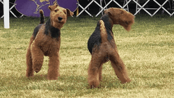 Puppies Westminster Dog Show GIF
