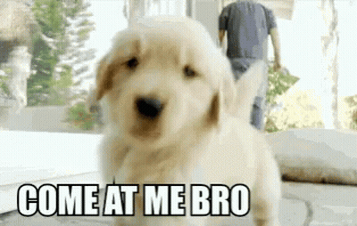 Puppy At Window With Man Walking Behind GIF