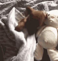 Puppy Bedtime Together With His Stuff Toy GIF