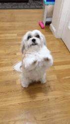 Puppy Begging GIF