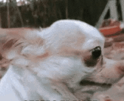 Puppy Big Eyes Look At Me GIF