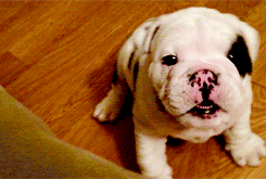 Puppy Bulldog Paw Stop GIF