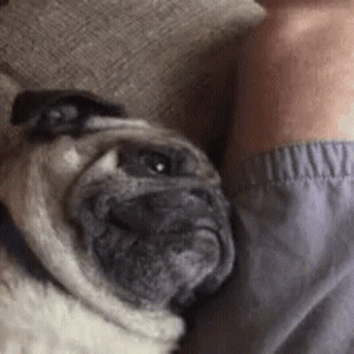 Puppy Caption When He Invites You Over Then Watches YouTube All Night GIF