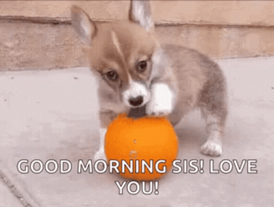 Puppy Chewing Orange Ball Saying Good Morning Sis Love You GIF