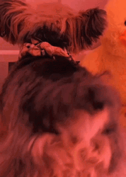Puppy Collie Twerking Dog  GIF
