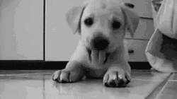 Puppy Cute Paw Play GIF