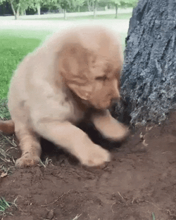 Puppy Digging Beside Tree GIF