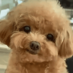Puppy Dog Eyes Adorable Puppy GIF