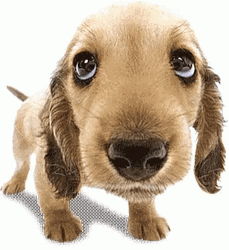 Puppy Dog Eyes Blinking Glowing Stare GIF