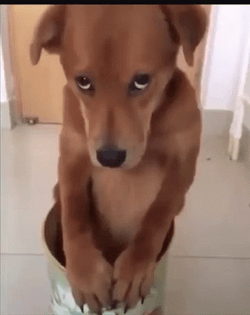 Puppy Dog Eyes Piteous Glance GIF