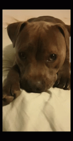 Puppy Dog Eyes Pleading Expression GIF