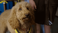 Puppy Dog Eyes Sad Dog Begging Please GIF