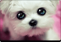 Puppy Dog Glowing Eyes Pleading Stare GIF