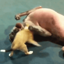 Puppy Dogs Hugging And Cuddling  GIF