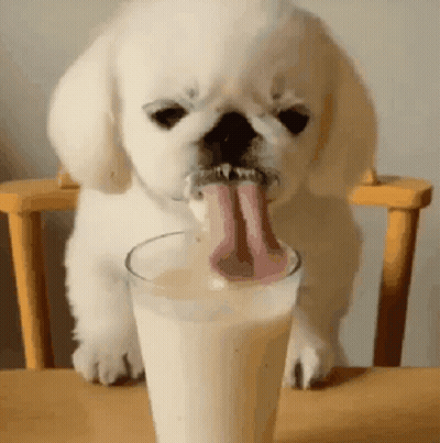 Puppy Drinking Milk With Tongue Out GIF