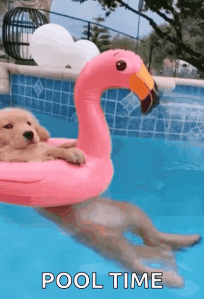 Puppy Floating On Pink Flamingo GIF